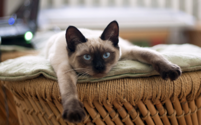 Guide des caméras de surveillance pour vos animaux domestiques